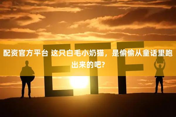 配资官方平台 这只白毛小奶猫，是偷偷从童话里跑出来的吧?
